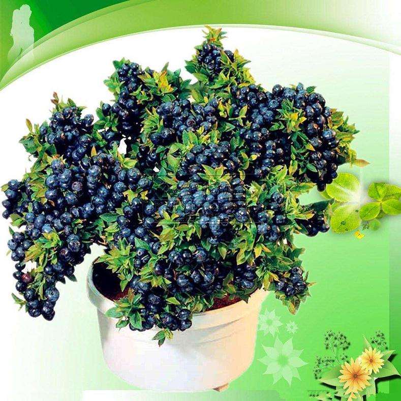 蓝莓盆栽怎么整形修剪的方法 图片