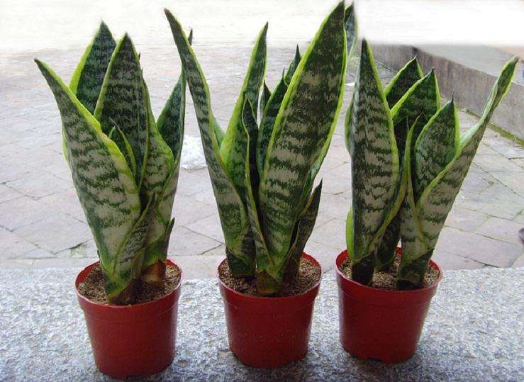 室内盆栽养护虎皮兰要多久才需要换盆一次呢