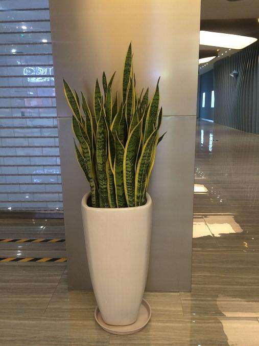 露天盆栽在春季怎么浇水的方法 图片