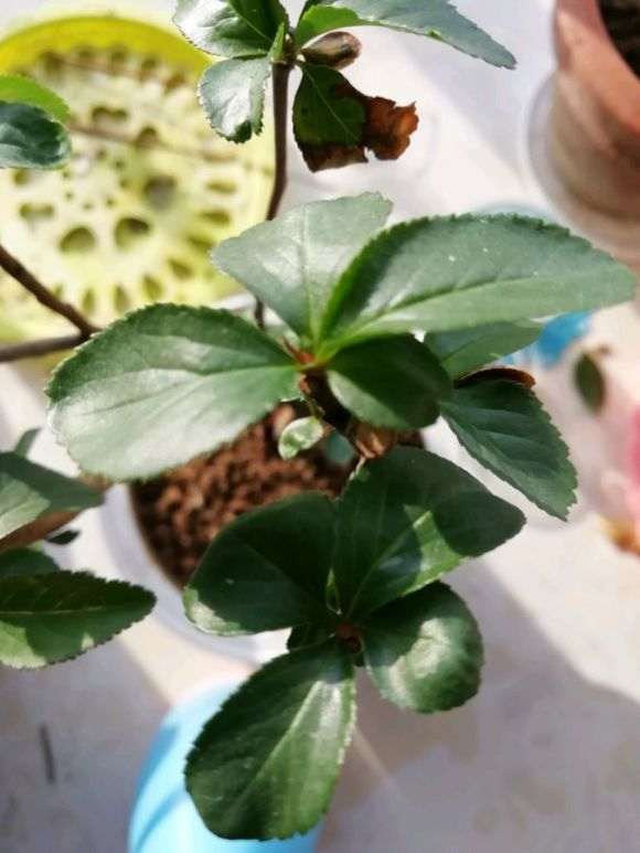 怎么根据盆栽花盆来浇水的方法 图片