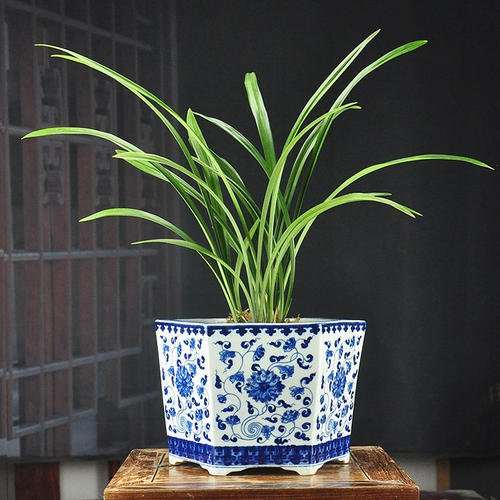 怎么根据盆栽土质来浇水的方法 图片