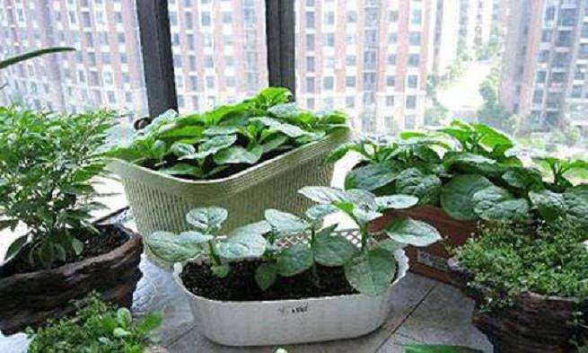 怎么根据盆栽盆土颜色浇水的方法 图片