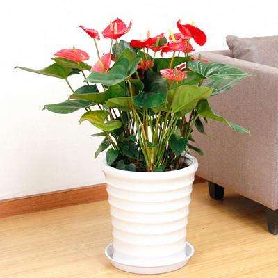 怎么根据盆栽植物来浇水的方法 图片