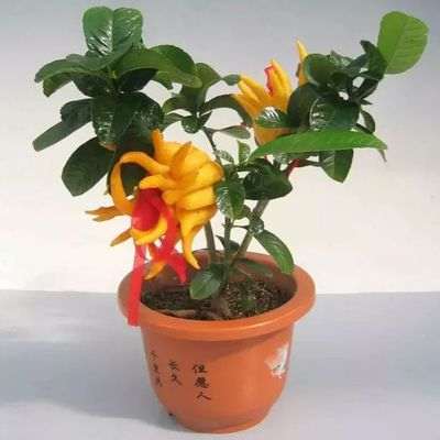 盆栽佛手怎么春季施肥的方法 图片