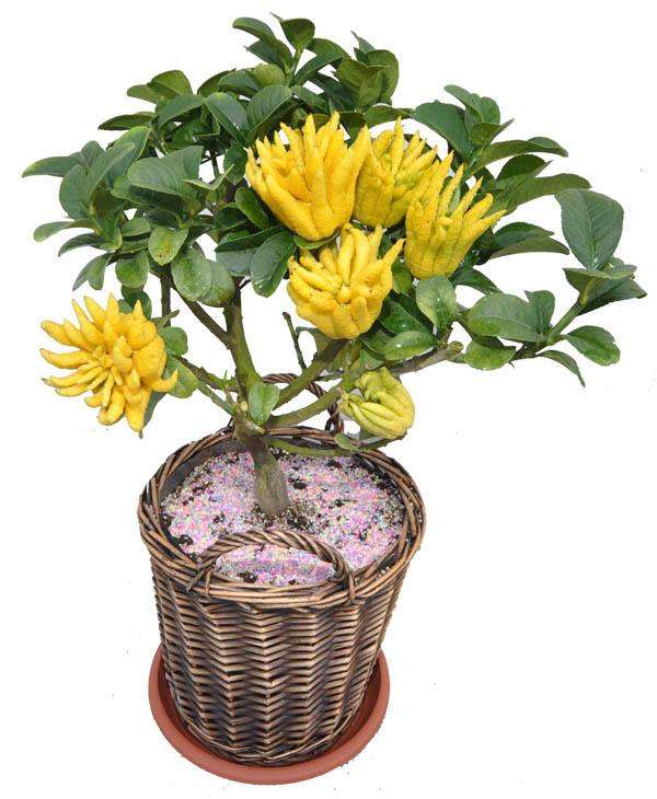 佛手盆栽怎么浇水的方法 图片