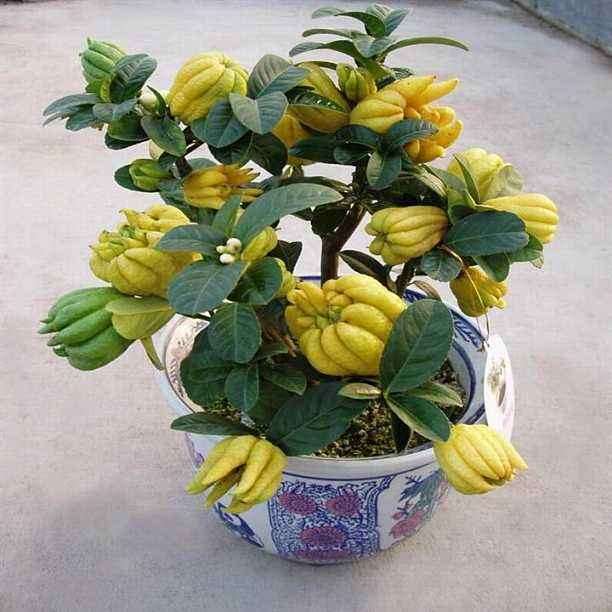 佛手盆栽怎么疏花疏果的方法 图片