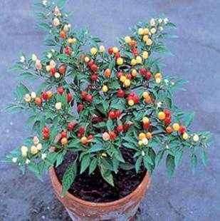 盆栽观赏辣椒的品种有哪些 图片