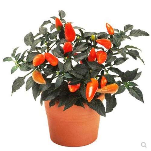 辣椒盆栽怎么栽培技术的5个要点