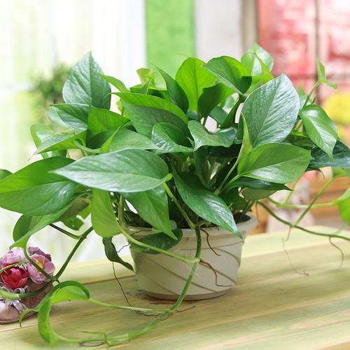 盆栽绿萝怎么施肥的方法 图片