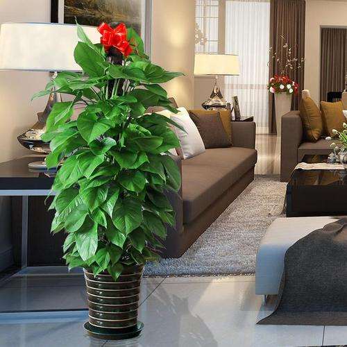 施肥对绿萝盆栽长度有什么影响 图片