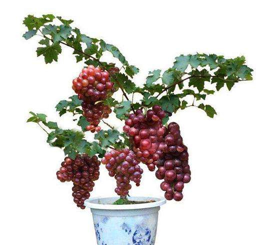 怎么制作葡萄盆栽的方法 图片