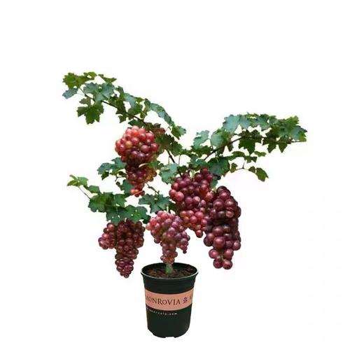 盆栽葡萄怎么施肥的方法 图片