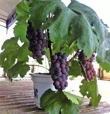 葡萄盆栽施肥时期和方法 图片