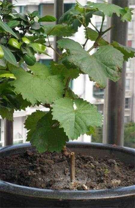 葡萄盆栽怎么浇水的方法 图片