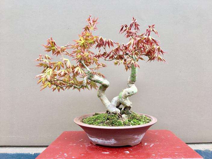 怎么制作血红鸡爪槭盆栽的方法 图片