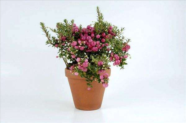 桃金娘盆栽的开发利用前景 怎么样 图片