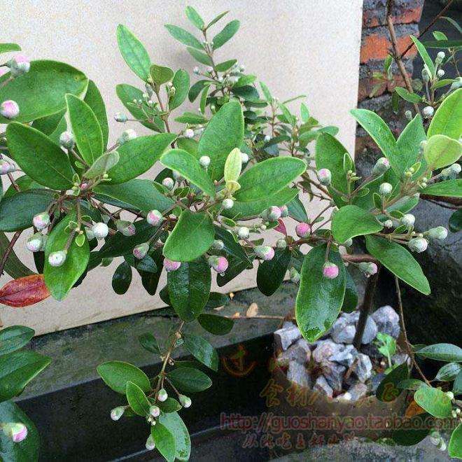 桃金娘盆栽的开发利用前景 怎么样 图片