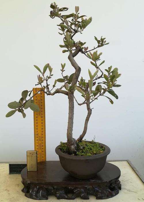 桃金娘盆栽营养土怎么配制的方法 图片