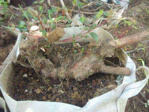 桃金娘盆栽怎么修剪造型和肥水管理