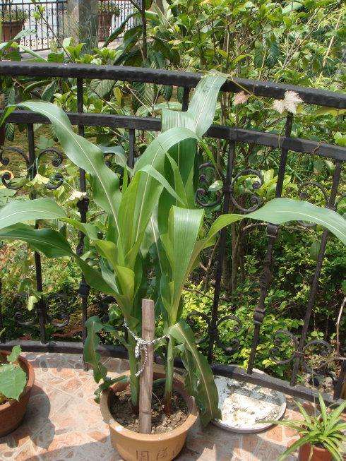 水稻盆栽速效氮淋洗法及短期亏氮效果分析