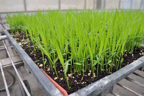 水稻盆栽怎么淋洗的结构试验 图片