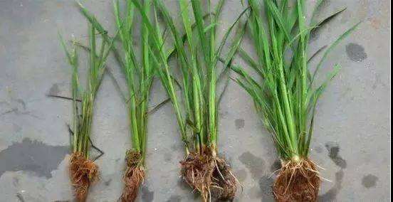 盆栽土壤怎么淋洗效果 最好 图片