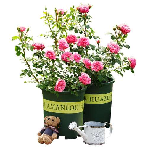 月季盆栽怎么防治黑斑病的方法 图片