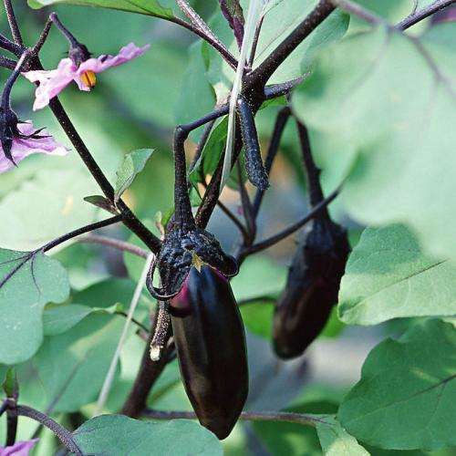 不同臭氧浓度对盆栽茄子生长发育的影响