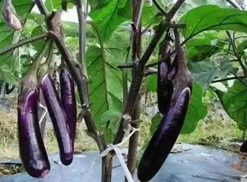 不同臭氧浓度对盆栽茄子生长发育的影响