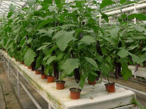 茄子盆栽怎么栽培的方法 图片