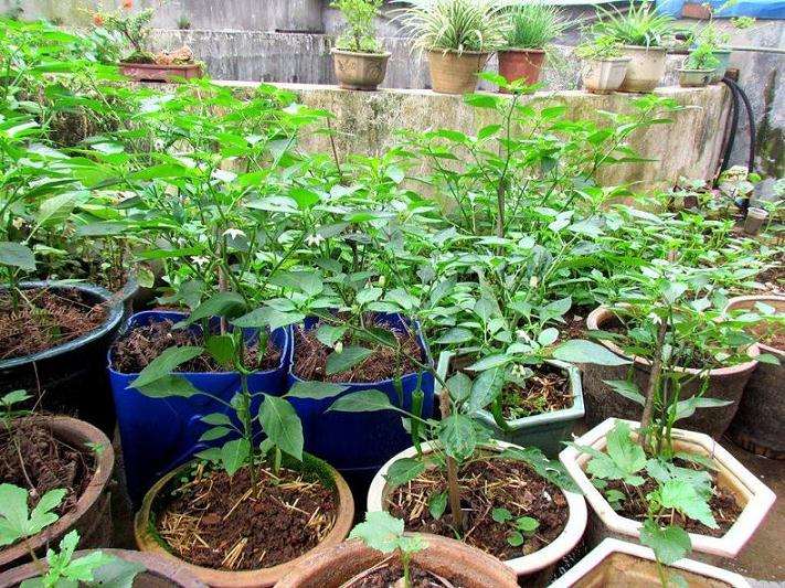 茄子盆栽怎么栽培的方法 图片