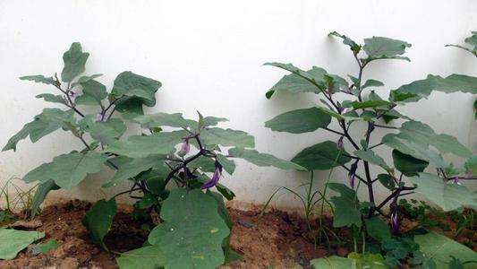 不同臭氧浓度对茄子盆栽生长指标的影响