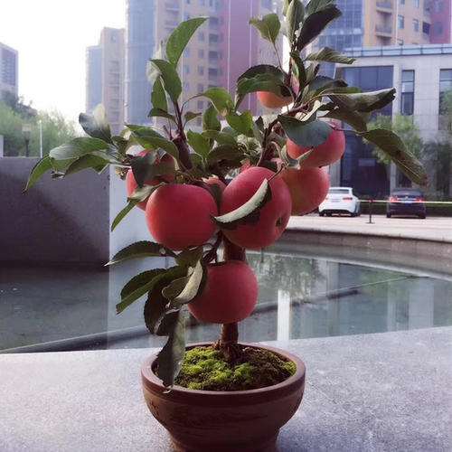 盆栽苹果怎么管理的设施与技术 图片