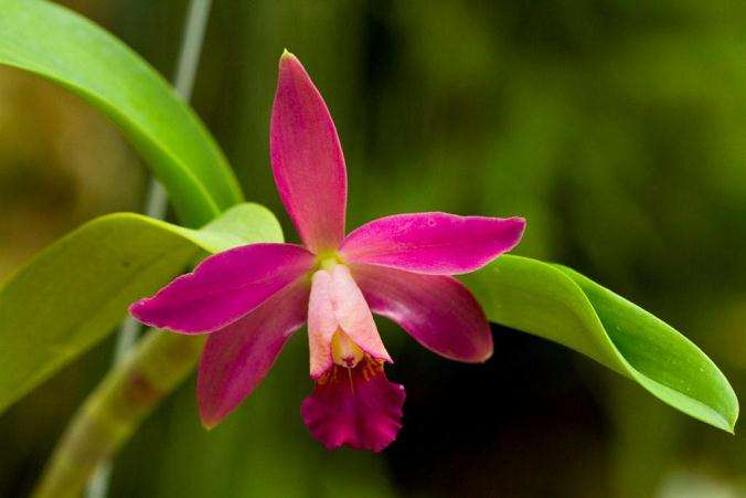 不同施肥处理对盆栽苹果花卡特兰开花