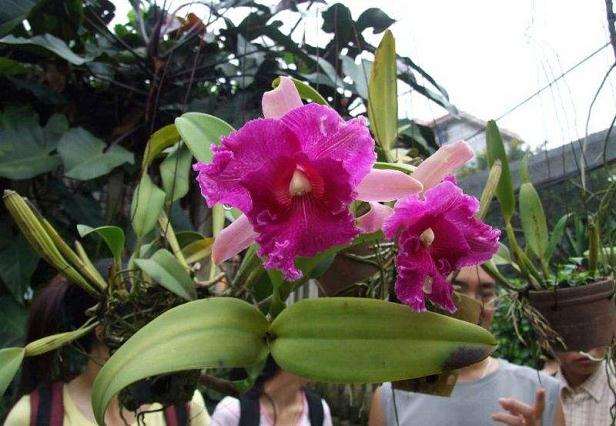 不同施肥处理对盆栽苹果花卡特兰开花