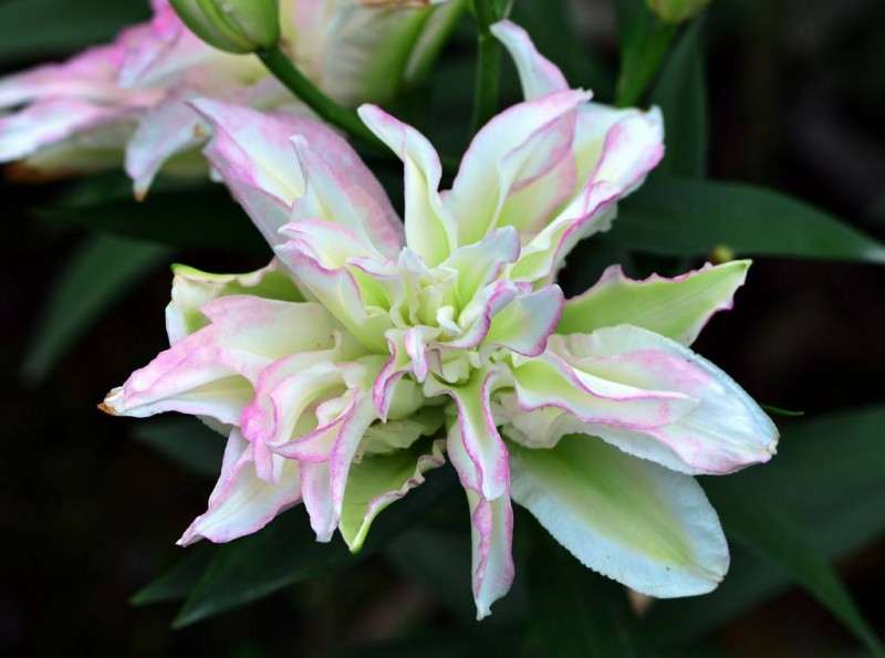 不同钙处理对盆栽东方百合叶烧病的影响