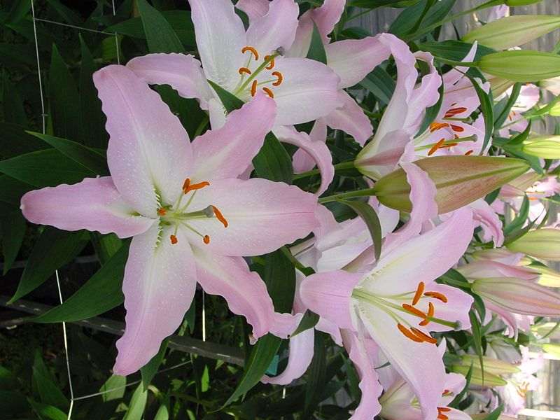 不同钙处理对盆栽东方百合叶烧病的影响