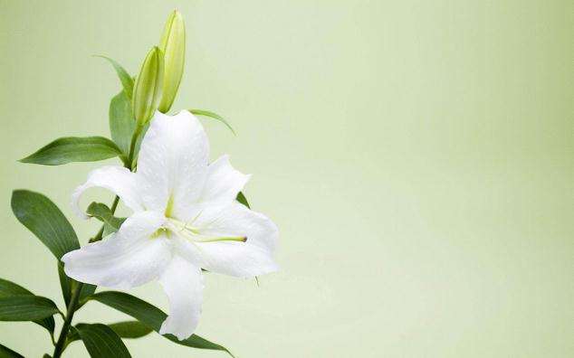 百合盆栽的叶烧指数是多少 图片