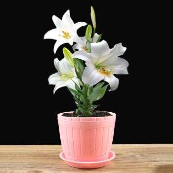 不同钙浓度对盆栽百合叶烧指数的影响