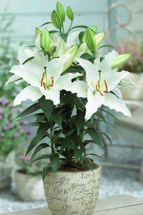 不同钙浓度处理对盆栽百合叶片生长的影响