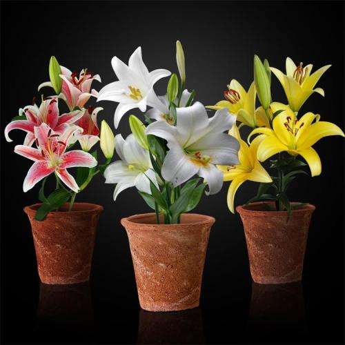 不同钙浓度对盆栽百合光合色素的影响