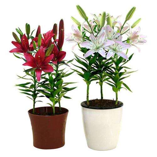 不同钙浓度对盆栽百合光合色素的影响