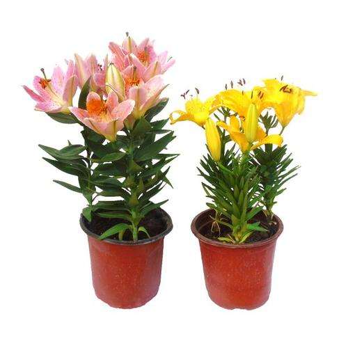 不同钙浓度处理对盆栽百合的影响 图片