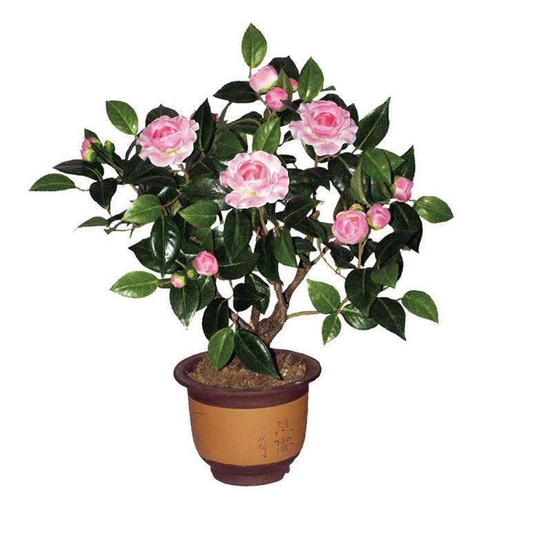 不同钙浓度处理对盆栽百合叶绿素的影响