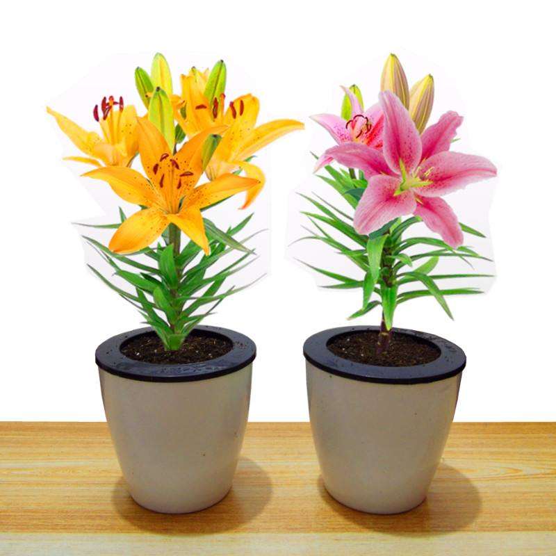 不同钙浓度处理对盆栽百合生理指标的影响