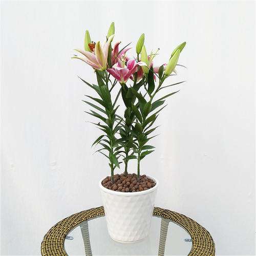 不同钙浓度处理对盆栽百合根系活力的影响