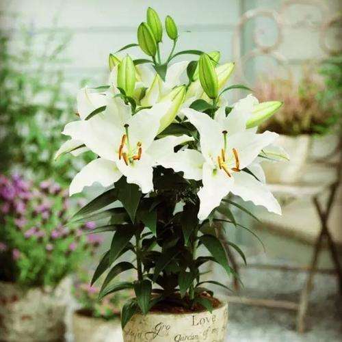 盆栽东方百合叶烧指数是多少 图片