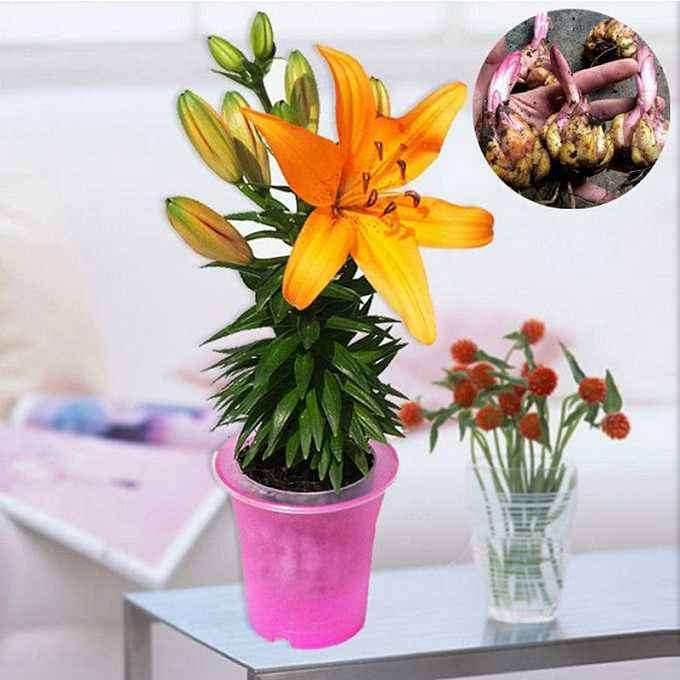 什么影响百合盆栽的生长发育 图片