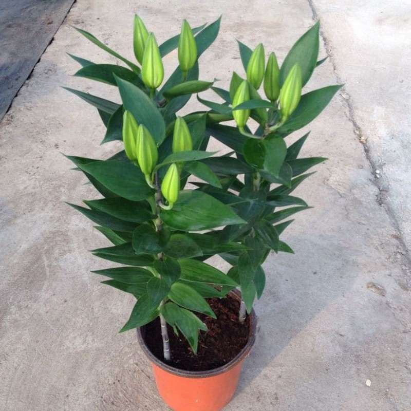 怎么促进百合盆栽的生长发育 图片