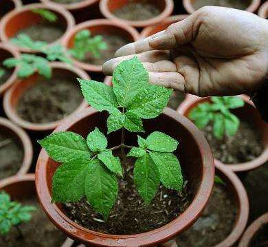 不同基肥对盆栽西洋参生长有什么影响